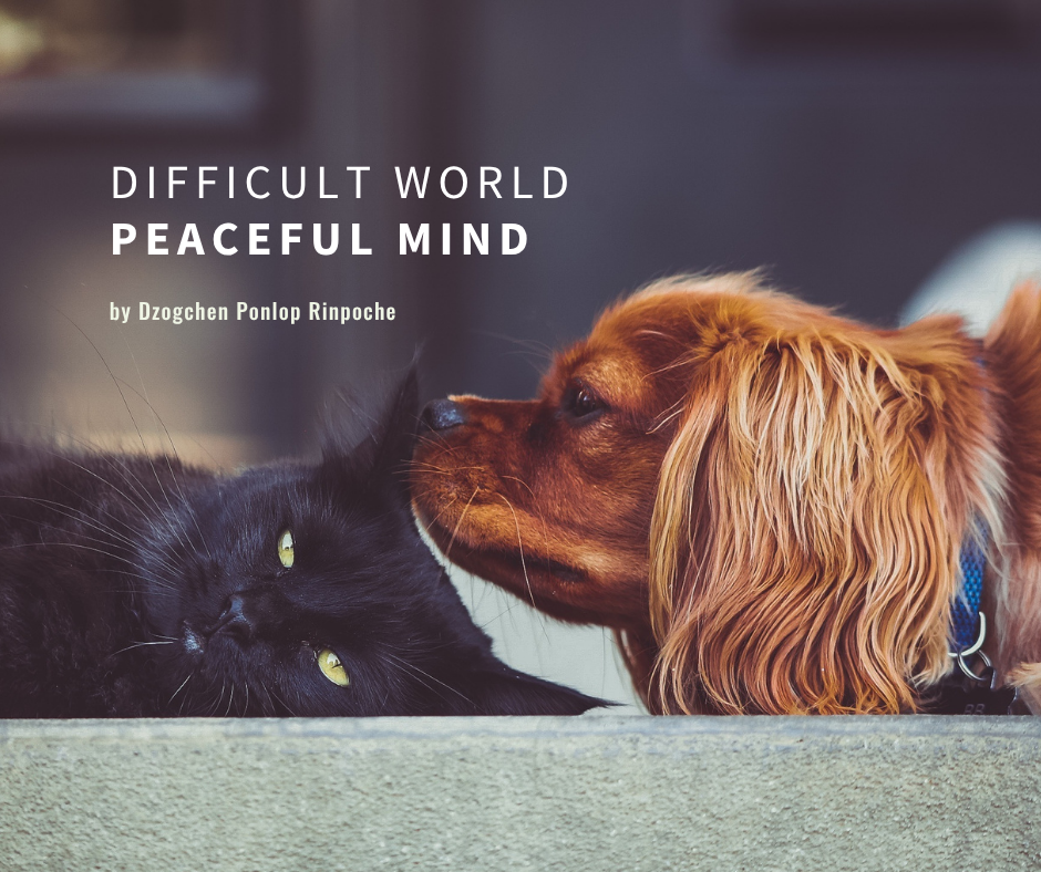 Black house cat with gold eyes rests peacefully as a red cocker spaniel touches nose to cat’s ear