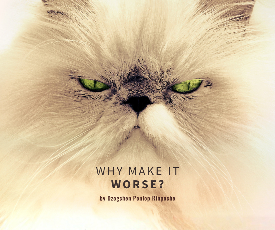 Closeup face of angry persian cat with cream-colored fur and green eyes