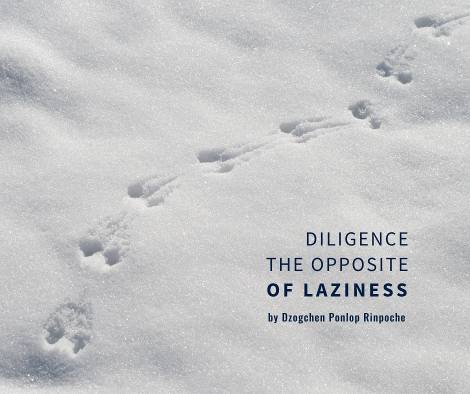 Animal tracks in fresh snow, going from lower right of image, curving upward to the upper right.
