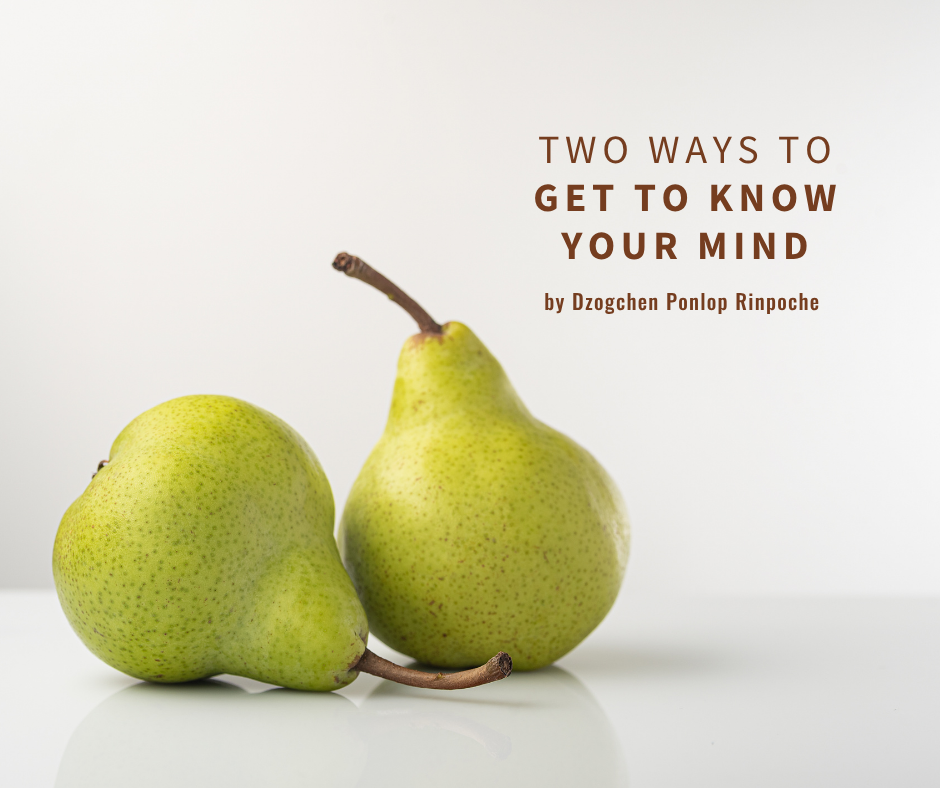Two ripe, green Bartlett pears with caramel-brown stems sit on a shiny light gray surface, one upright and the other turned on its side. Both pieces of fruit are lit from behind and cast a slight shadow on a light gray background.