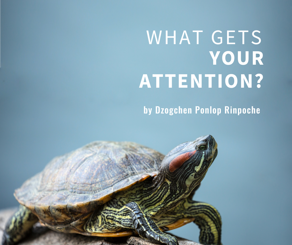 Box turtle on light background. Turtle's nose is upturned as if looking at article title